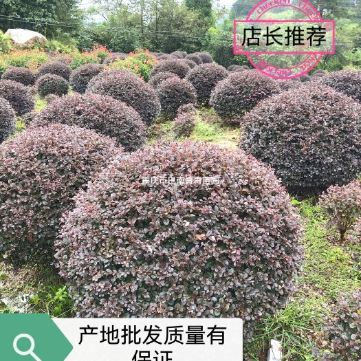 重庆市单面红  重庆黑珍珠精品红继木球批发.量大.价格不贵. 质量