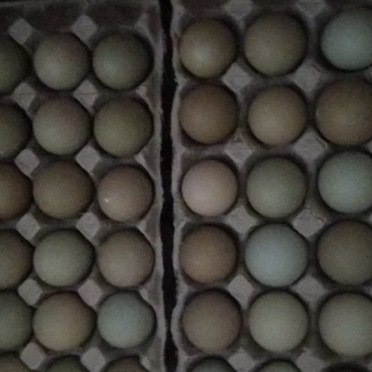 山鸡蛋 中码蛋 绿壳蛋 土鸡蛋