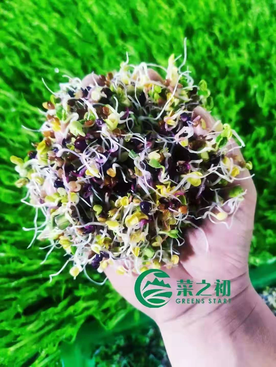 保定萝卜芽 七彩萝卜苗