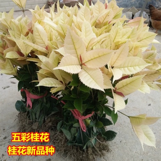 咸宁五彩桂  珍珠彩叶桂新品种绿化苗彩叶桂  桂花树苗批发