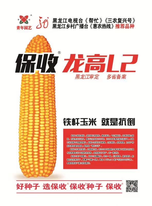 陇西县龙高L2玉米种子 龙高保收