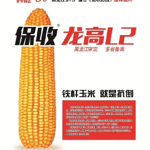 陇西县龙高L2玉米种子 龙高保收