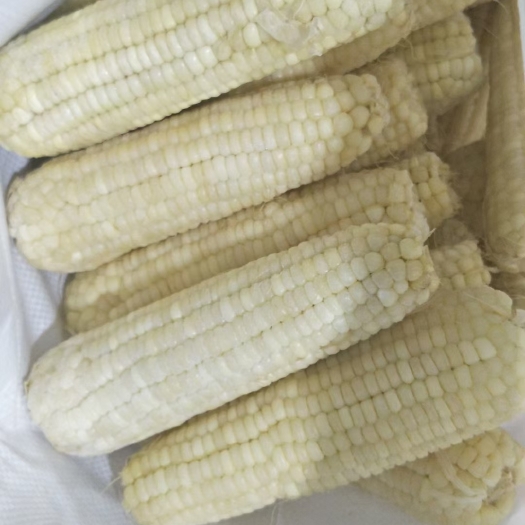 石家庄白糯玉米香糯可口工厂店保证质量