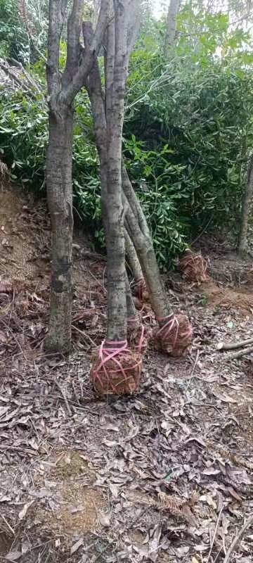 咸宁金桂 桂花树八月桂大树征地占地树剁头桂花树