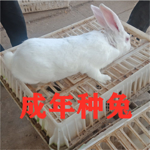 新沂市肉兔 比利时种兔成年大兔子新西兰花巨兔獭兔八点黑健康可繁殖大型兔子