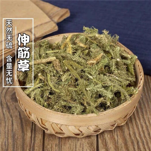 中药材伸筋草 筋骨草 正品新货批发一斤起批量大从优