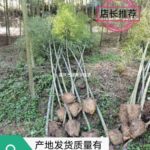 精品楠竹量大价格美丽
