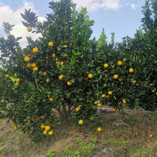 博罗县杨侨镇名称柑橘之乡，现在是柑橘丰收的季节，甜橙爽口多汁
