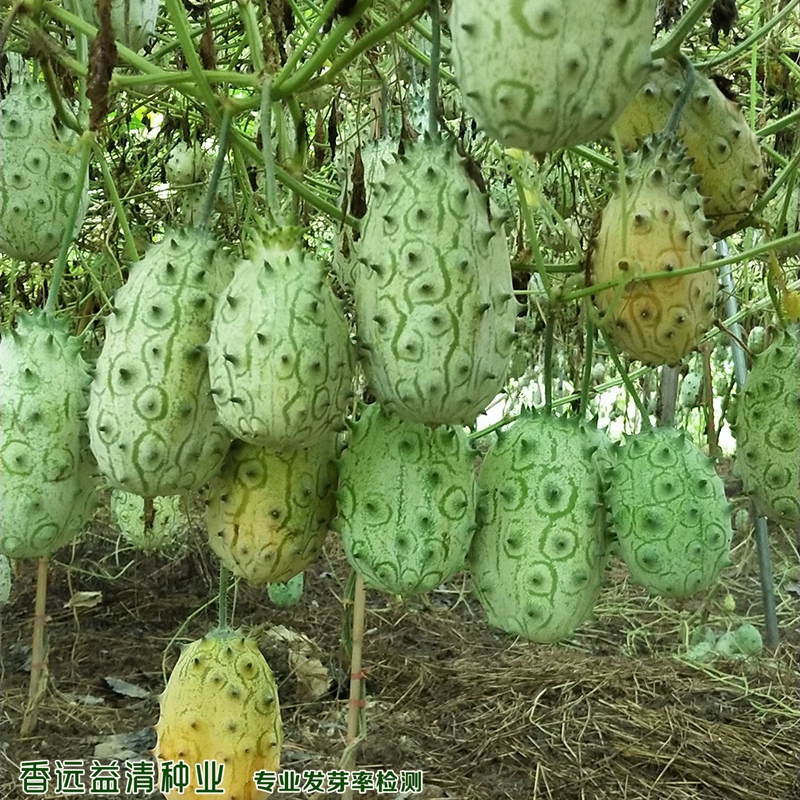 沭阳县 火参果种子50粒装刺角瓜种子火星果种子海参果种子非洲蜜瓜种子