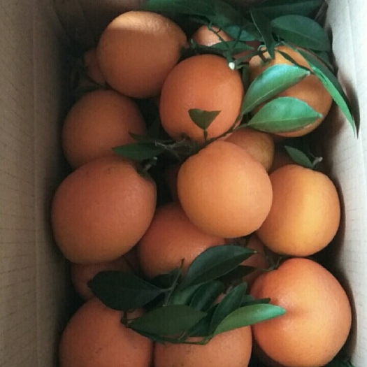 信丰县纽荷尔脐橙 江西省赣州市信丰县 
