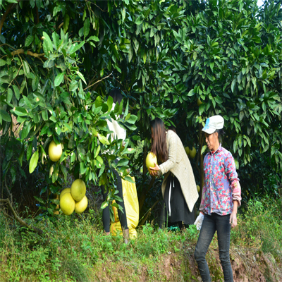 红心柚  柚子 重庆市重庆市忠县