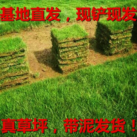 温州马尼拉草皮 基地出售草坪四季青草坪‖马尼拉‖百慕大‖果岭草