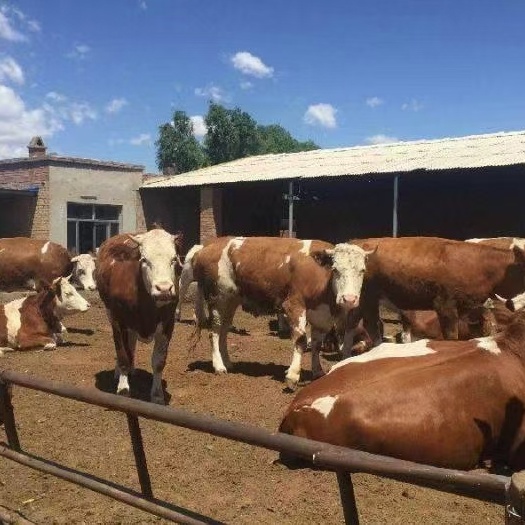 藤县肉牛 一一基地现售大小牛