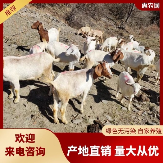 黑水县绵羊  羊（量大从优）