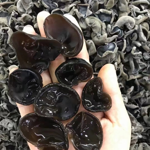 东北特产小木耳