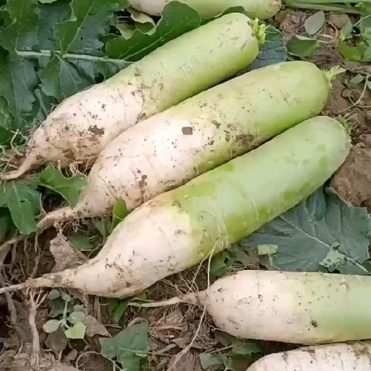 襄樊 青萝卜