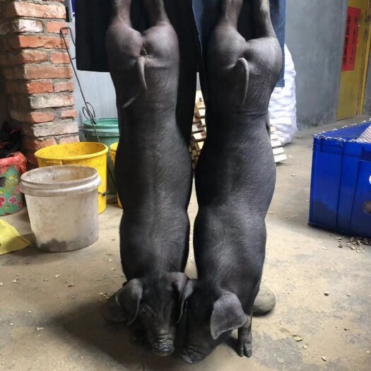 莒南县黑猪  苏太母猪，沂蒙黑母猪