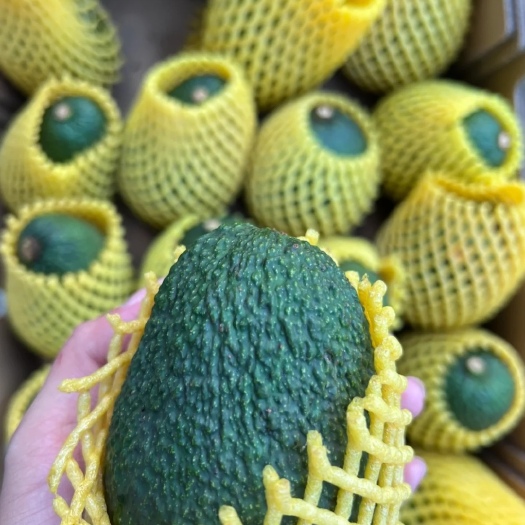 孟连县【哈斯牛油果】云南产地直发，单果250g，包批发一件代发