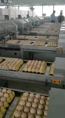 深州市 无抗加色粉壳鸡蛋