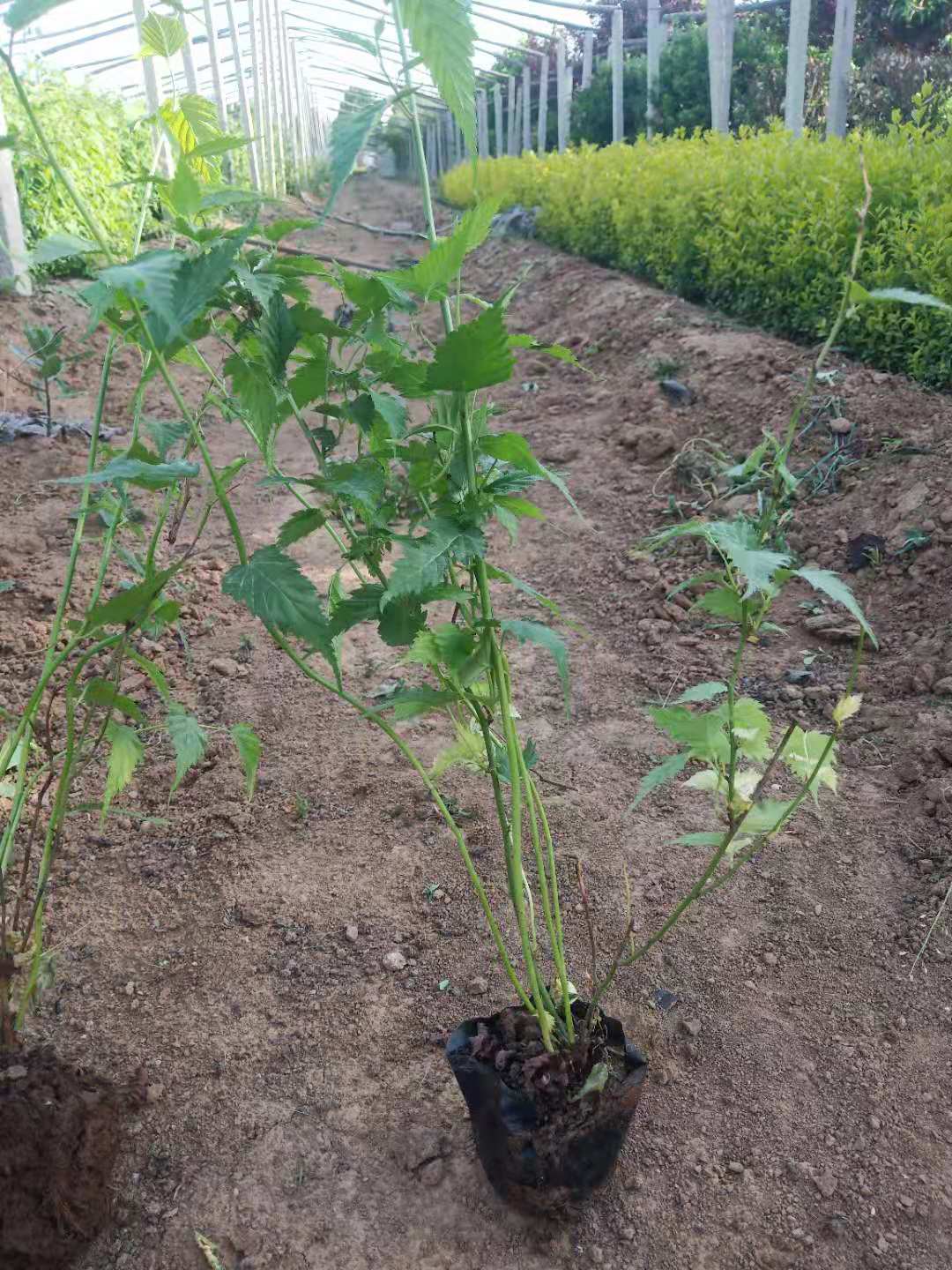 棣棠花 棣棠地棵苗，棣棠营养钵苗，棣棠毛球，棣棠种植大量供应