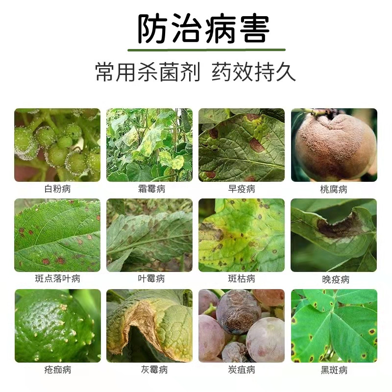 75%百菌清可湿性粉剂 防 治锈病叶斑霜霉炭疽等病害