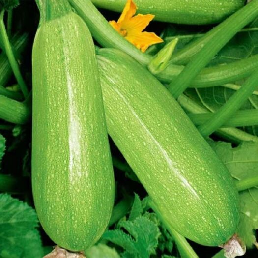 寿光市寿光绿皮西葫芦  产地实力代收 供应超市 档口 电商 食堂
