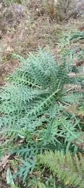 德昌县大蓟，纯根，干货