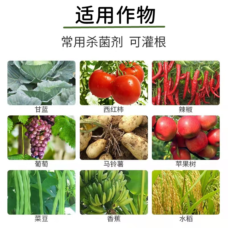 75%百菌清可湿性粉剂 防 治锈病叶斑霜霉炭疽等病害