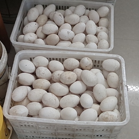 淮安 四季鹅种蛋