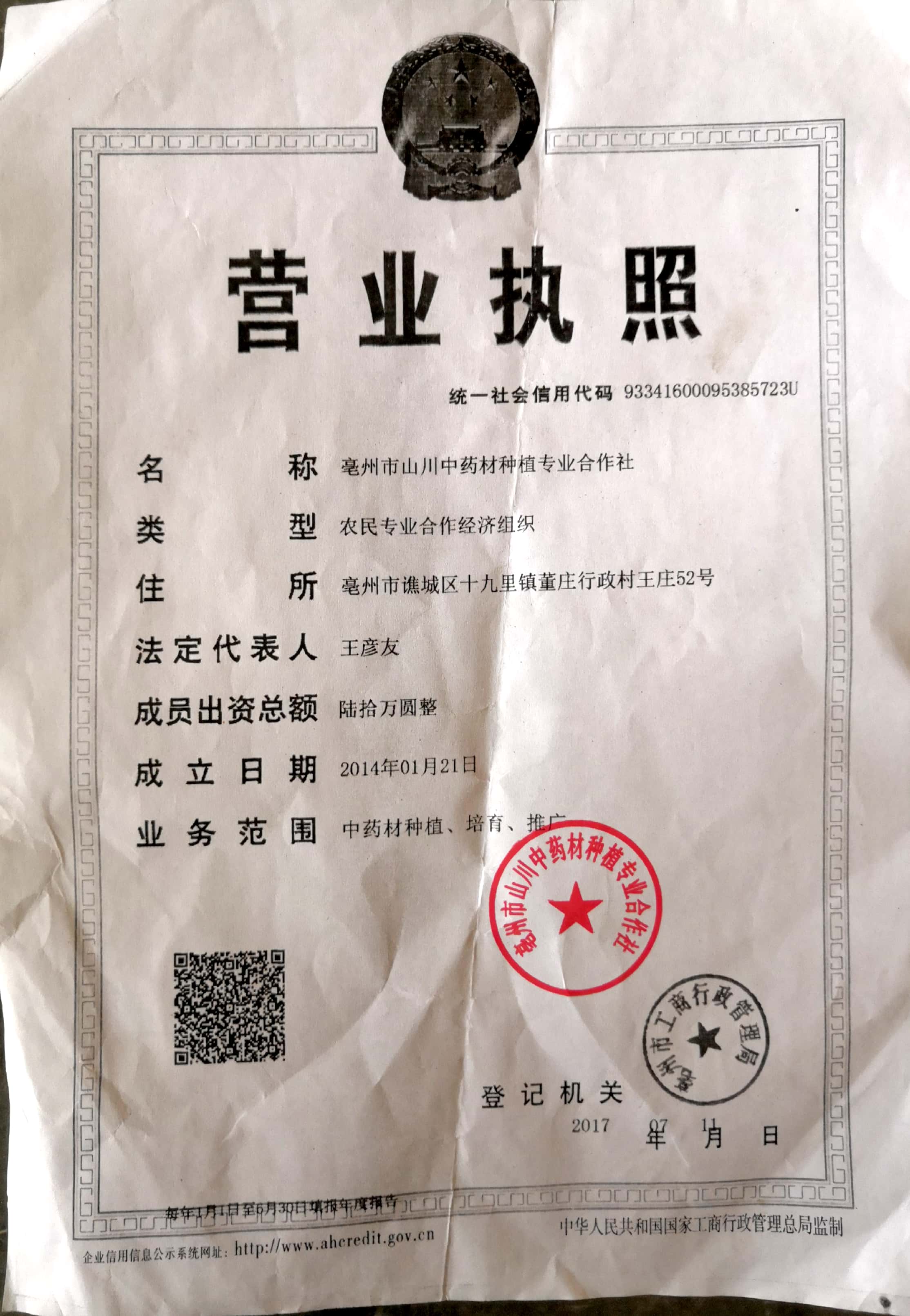 知母种子 知母苗