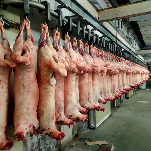 塔城市羊肉类 国产羊肉 带骨羊肉 生肉 羊肉整只 