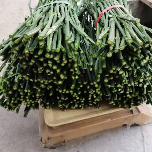 台州特早熟由良枝条