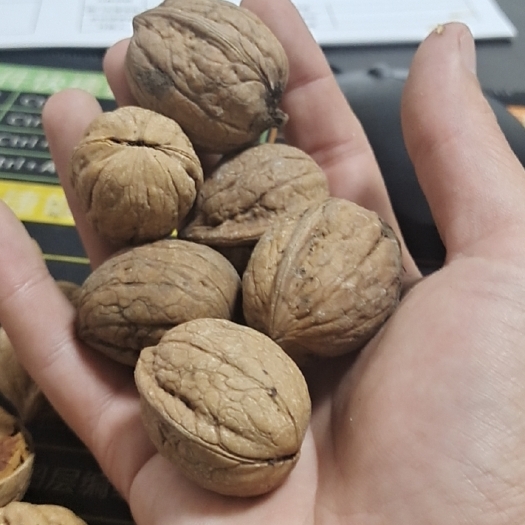 卫辉市 无污染山上种植薄皮核桃