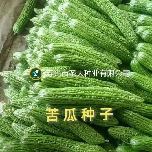 优质绿皮苦瓜种子—早熟,琅琊苦瓜种子!长势旺盛四季均可种植