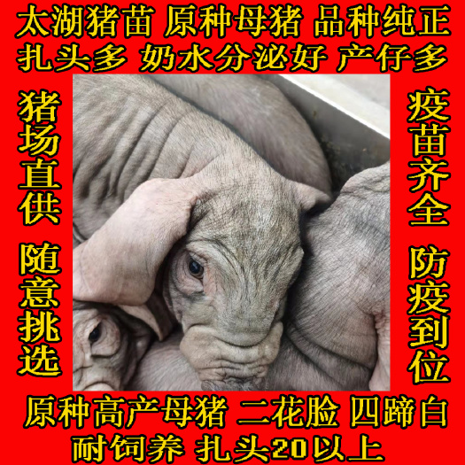 临朐县太湖猪苗 猪场直供原种太湖母猪扎头多，奶水分泌好，产仔多