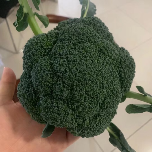 耐寒优秀西兰花 精品耐寒西蓝花