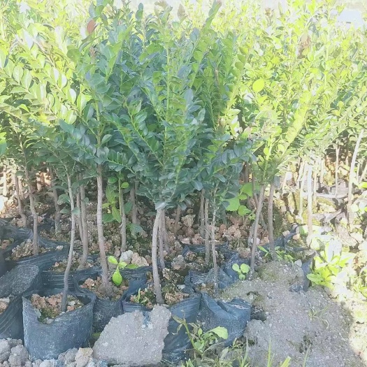 江门小叶紫檀盆栽 小叶紫檀黑骨茶苗