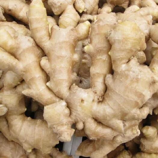 乌鲁木齐大黄姜 大量出售泥姜、洗姜、咸菜姜！