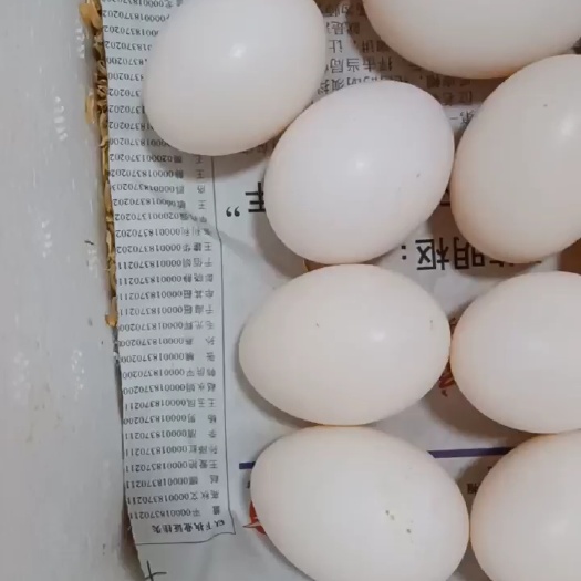 聊城鸽子蛋 聊城阳谷鸽蛋大量供应，礼品包装鲜鸽蛋，价格随行