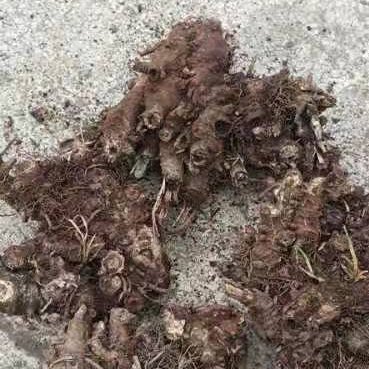 六盘水 升麻鲜货