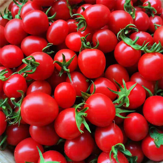 广州小番茄 现摘圣女果小西红柿新鲜水果酸甜非千禧樱桃番茄蔬菜整箱批发