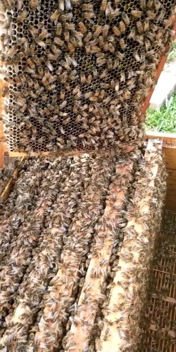 百花蜜   蜂蜜大山深处的山花蜜的天然绿色食品