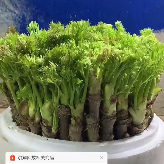 桦甸市刺老芽