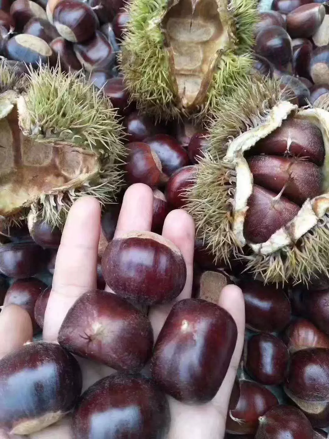  板栗生新鲜2021现摘沂蒙山老树农家毛栗子小甜油板栗