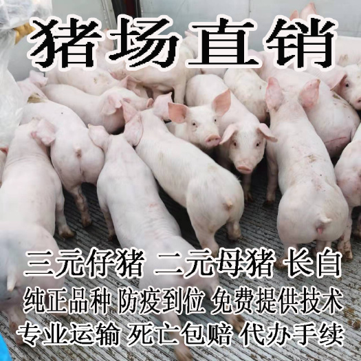 临朐县猪场直供外三元仔猪 猪苗 长势快 好饲养