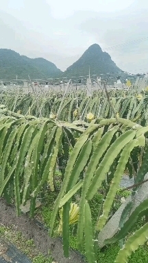 隆安县 出售火龙果苗