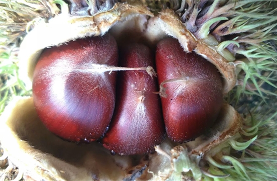  板栗生新鲜2021现摘沂蒙山老树农家毛栗子小甜油板栗