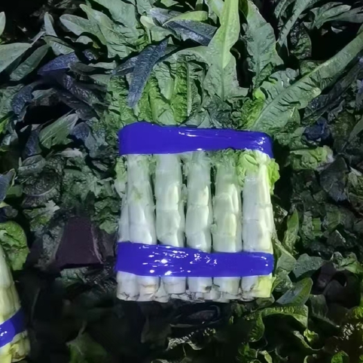 宿州红叶莴笋 大棚莴笋大量供应，需要的老板联系