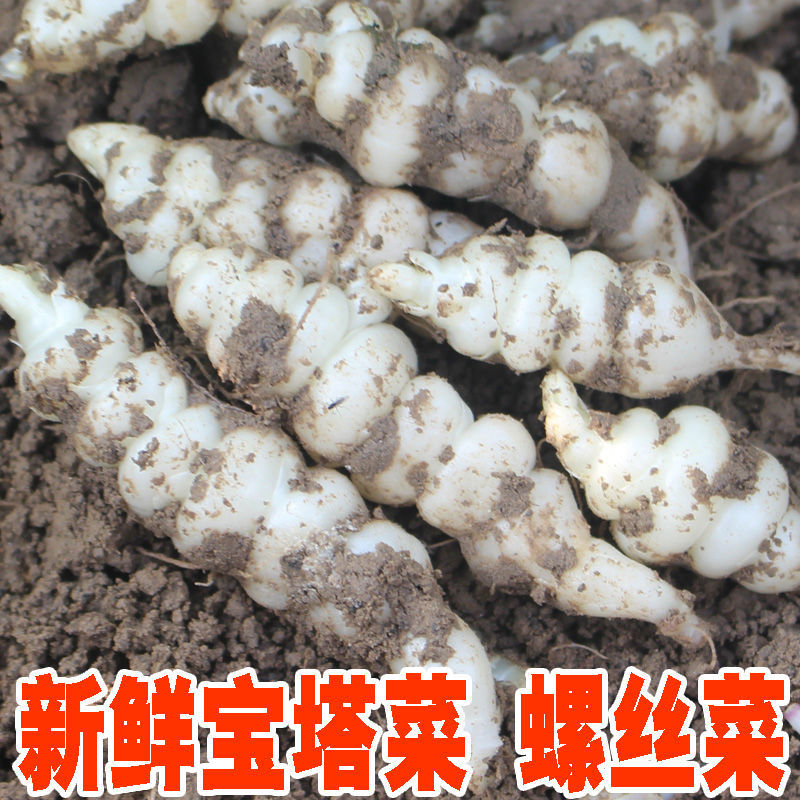 广州 新鲜螺丝菜地环宝塔菜玉环甘露种子地溜葫芦农家应季蔬菜现挖现发