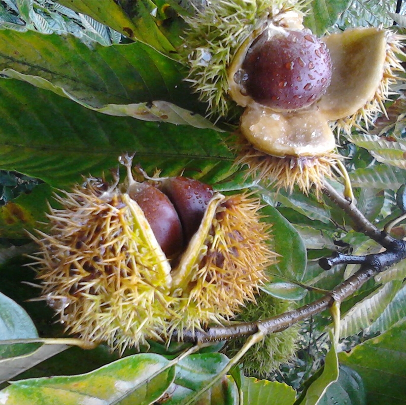  板栗生新鲜2021现摘沂蒙山老树农家毛栗子小甜油板栗